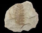 Pennsylvanian Fossil Fern (Alethopteris) - Kansas #65369-1